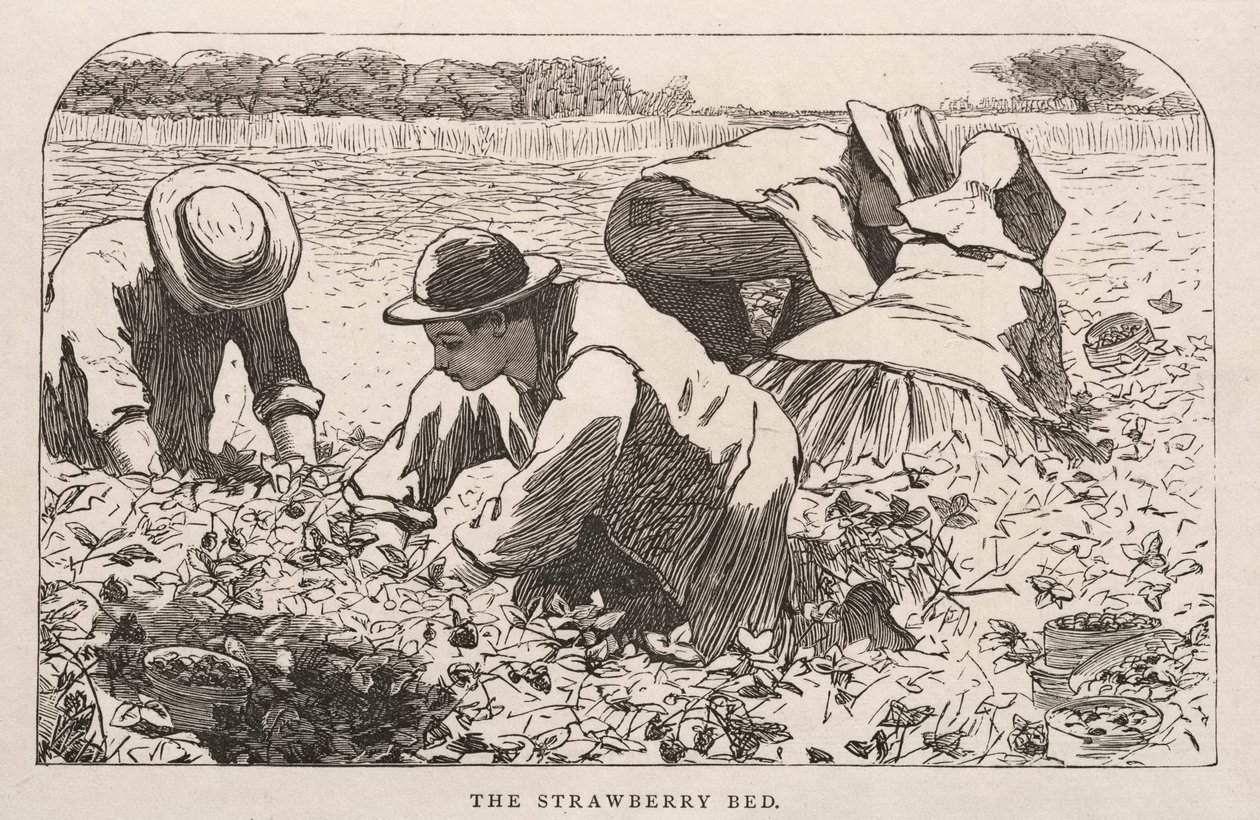 Az eperágy, 1868. alkotó: Winslow Homer