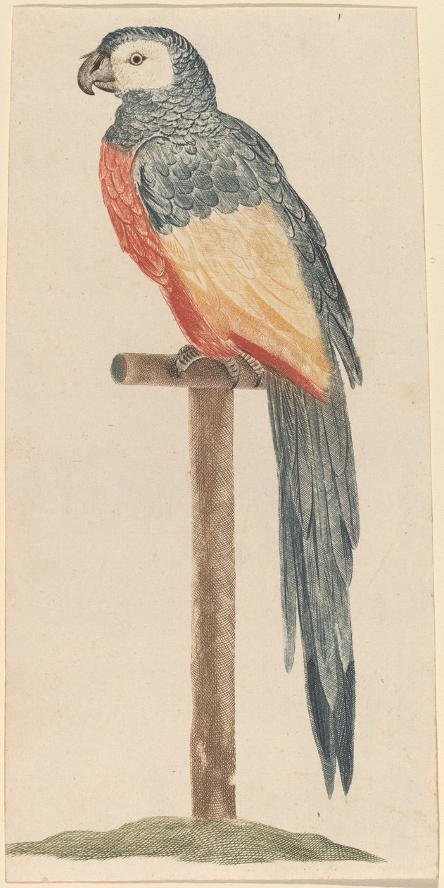Papagáj alkotó: Workshop of Johann Teyler