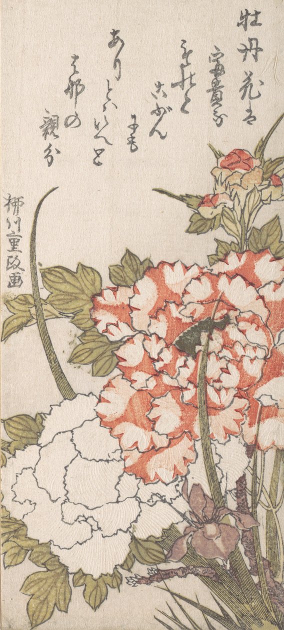 Pünkösdi rózsa és írisz, XVIII-XIX. alkotó: Yanagawa Shigemasa