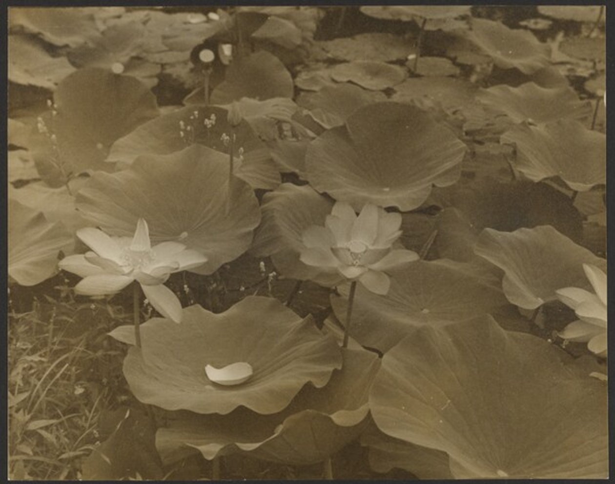 [Lotus]. alkotó: Yasuo Kuniyoshi