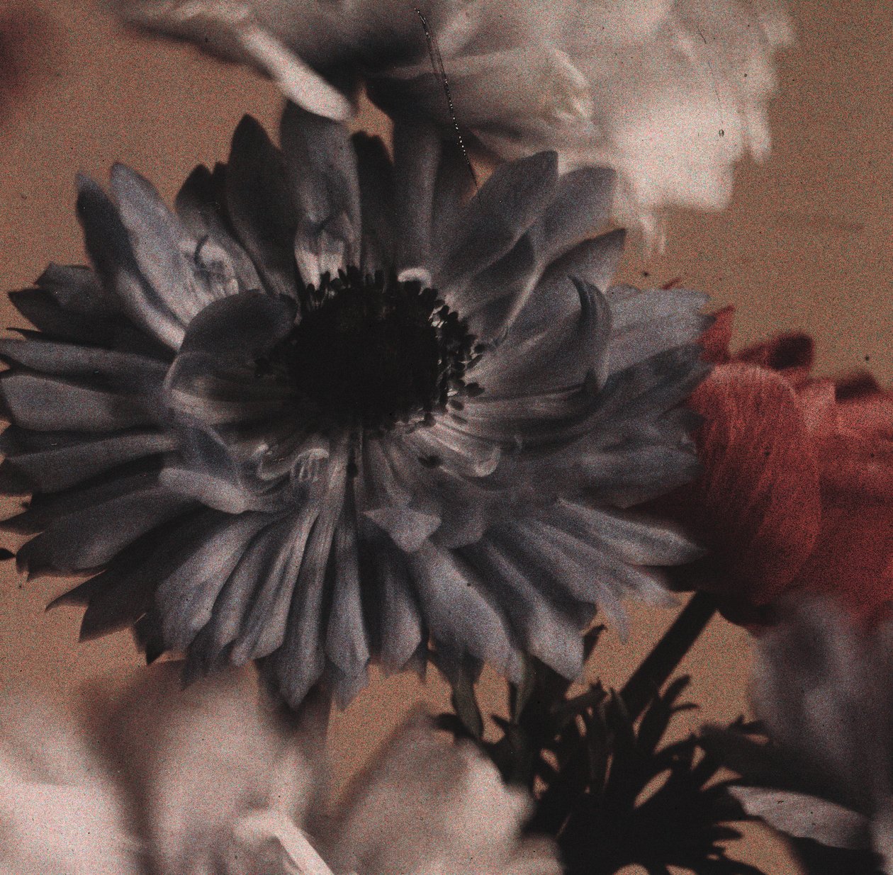"Anemones" (Anemone virágok) alkotó: Frederick (attr. to) Barnard