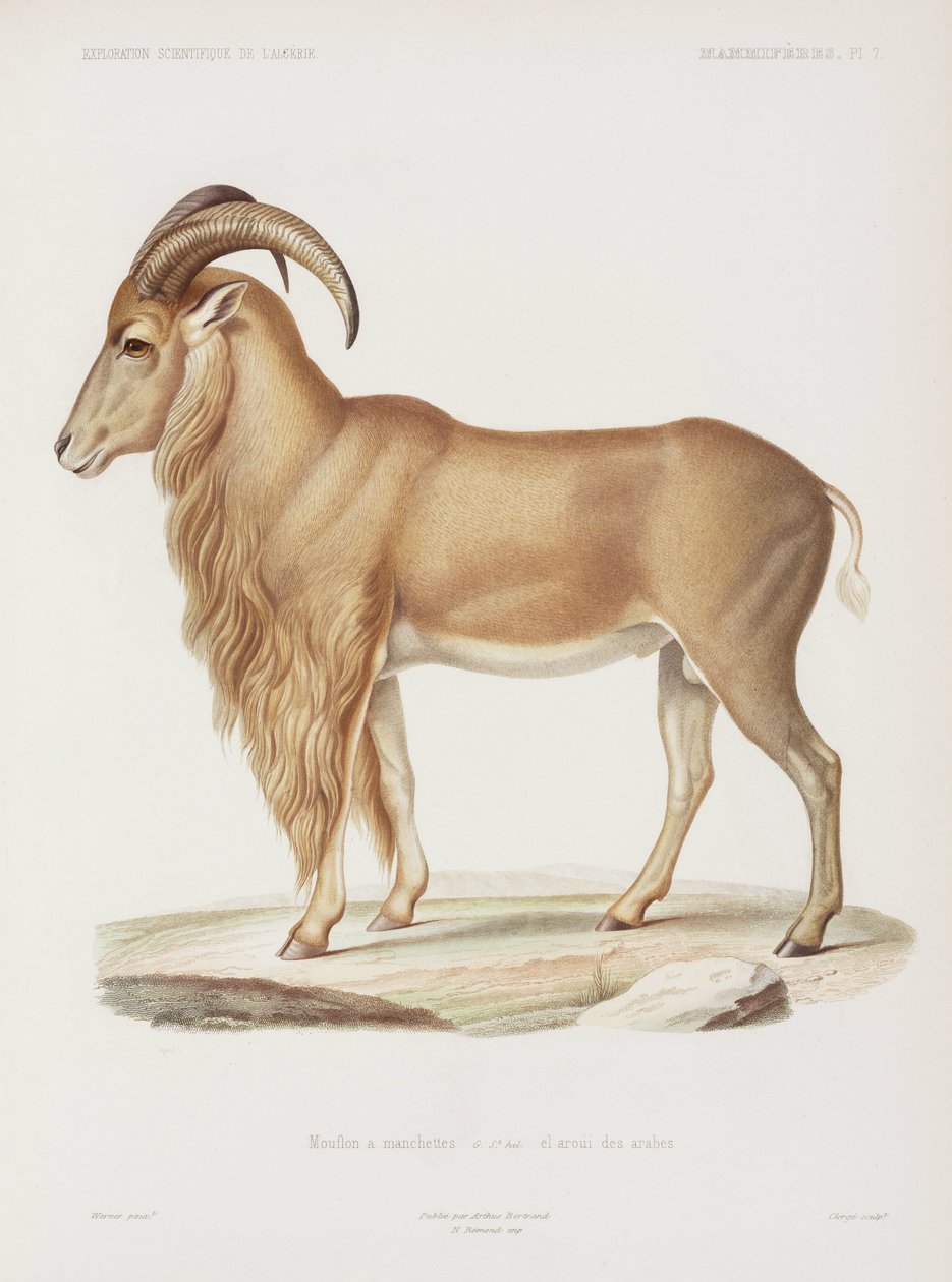Muflon, Algéria alkotó: John Pardon