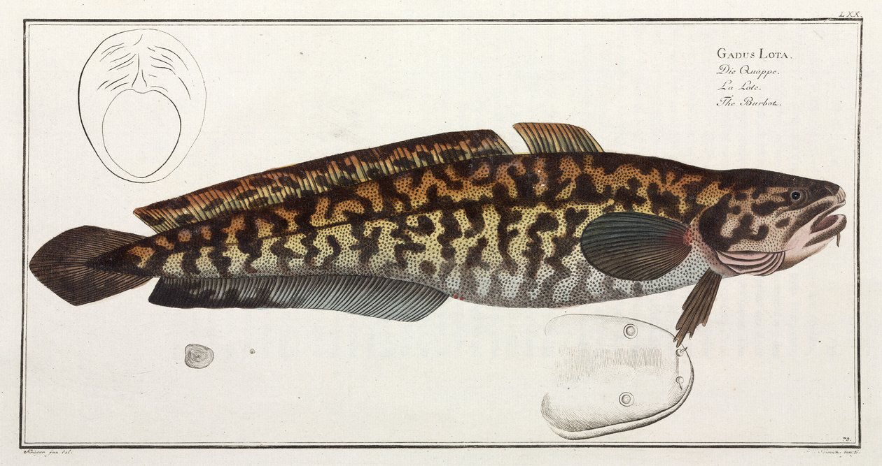 "The Burbot" alkotó: John Pardon