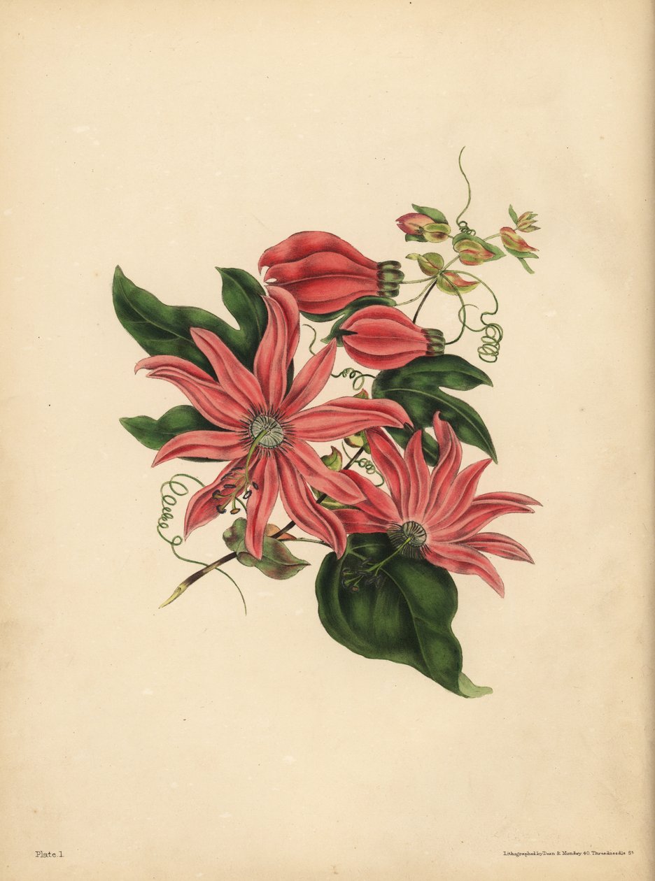 A racemose golgotavirág, Passiflora racemosa, Vallási babona alkotó: John Pardon