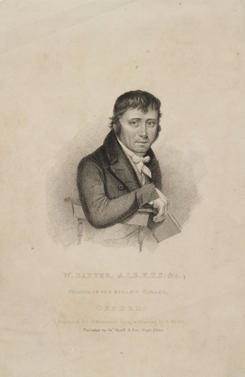 William Baxter, ALS FHS, brit botanikus, 1820 körül alkotó: Frederick (attr. to) Barnard