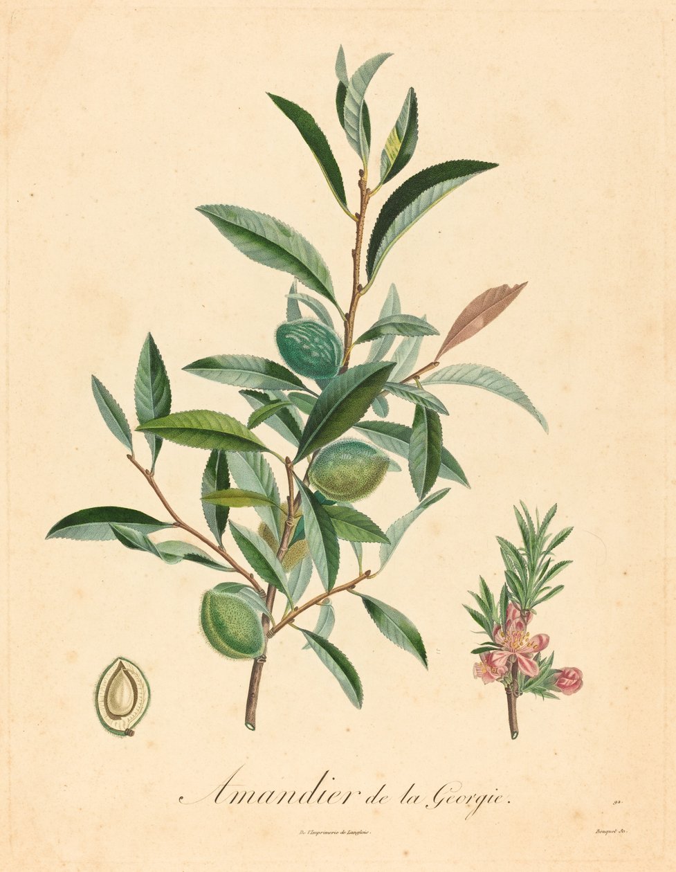 Georgia mandulafa alkotó: after A. Poiteau