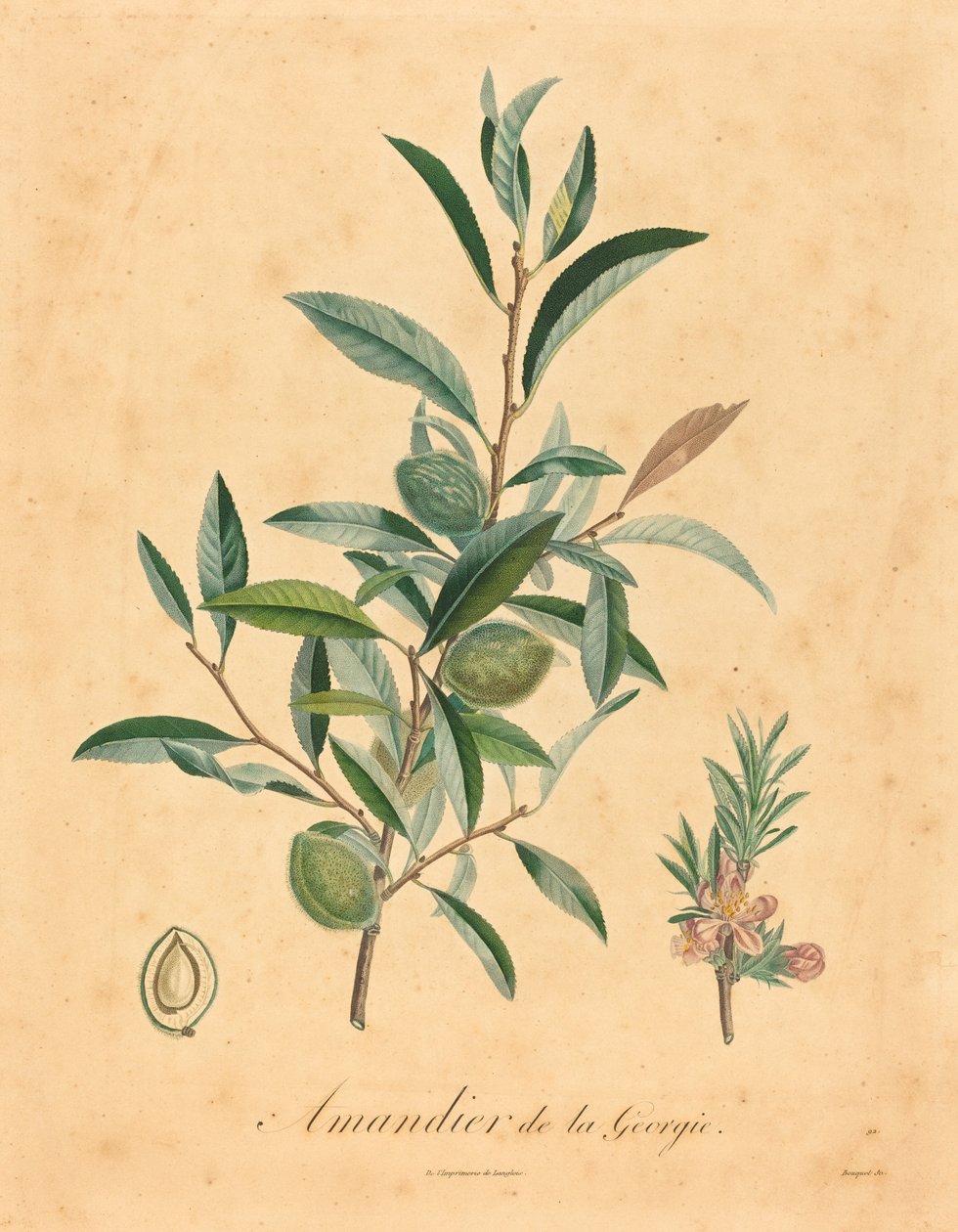 Georgia mandulafa alkotó: after A. Poiteau
