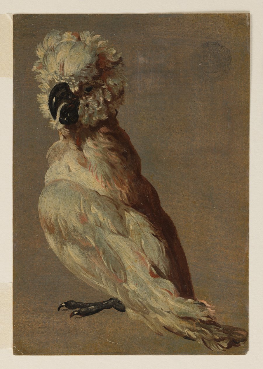 Fehér-barna kakadu alkotó: after Frans Snyders