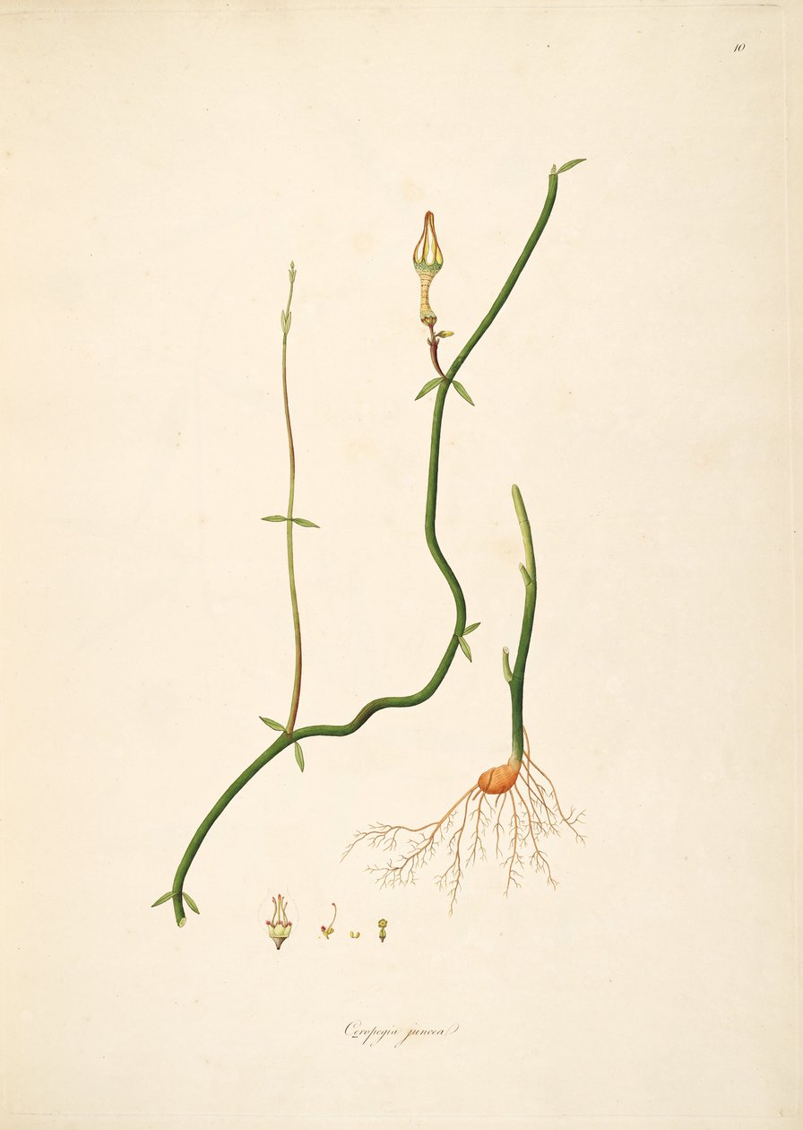Ceropegia juncea, Apocynaceae, Asclepiadoideae illusztrációja alkotó: anonymus