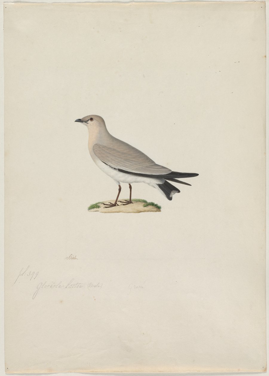 Kis Pratincole (Glareola lactea) alkotó: attributed to Paul Hüet