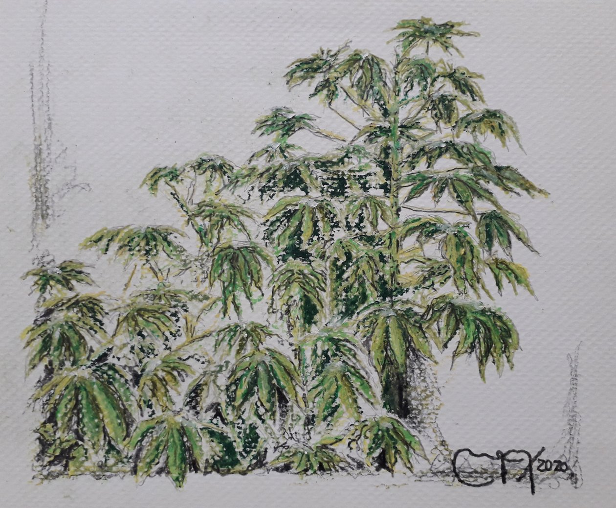 YUCA PLANT alkotó: miguelmendez_art.ve