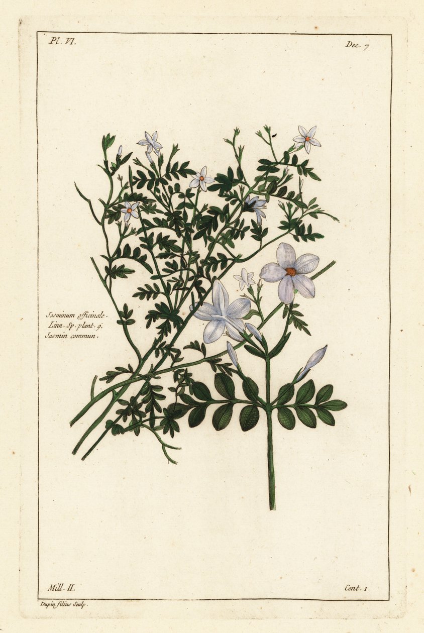Közönséges jázmin, Jasminum officinale, Linn alkotó: the Younger Dupin