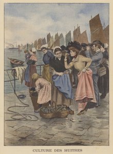 Osztriga betakarítás Cancale-ban, Bretagne-ban