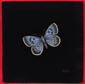 Nagy kék pillangó, 2000