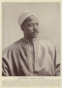 Sied Affende, egyiptomi tevefiú
