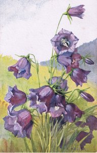 Kék virág, Képeslap, 1940-es évek