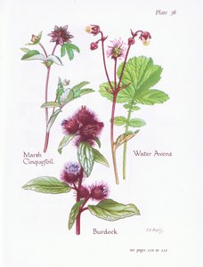 Marsh Cinquefoil, Bojtorján, Water Avens, 1951