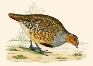 Partridge
