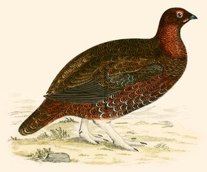 Red Grouse