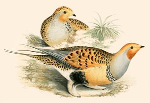 Sand Grouse