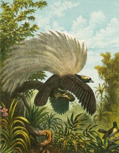 Paradicsomi madarak