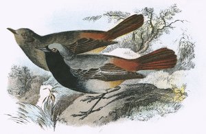 Fekete Redstart