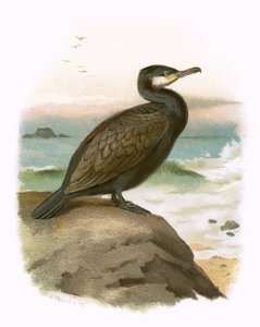 Kormorán