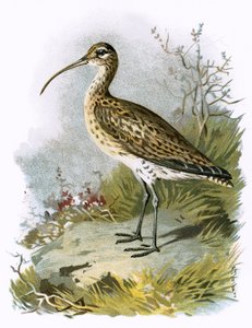 Póling