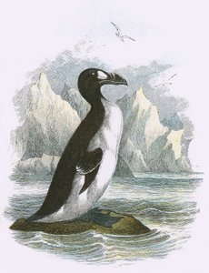 Nagy Auk