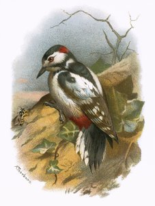 Nagy pettyes harkály
