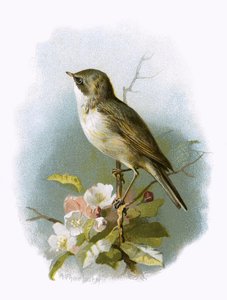 Kisebb Whitethroat