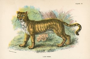 Oroszlán-Tigris