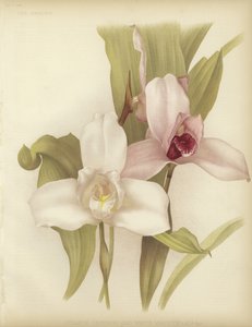 Lycaste skinneri és fehér fajta