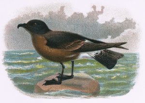 Petrel fa