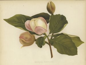 Oyama Magnólia