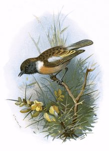 Stonechat