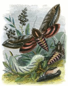 A Pillangó Vivárium