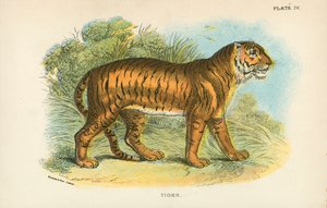 Tigris