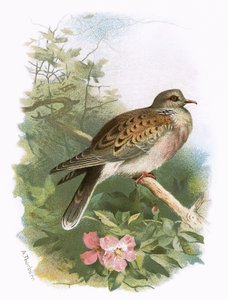 Turtle Dove