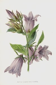 Csalánlevelű harangvirág (chromolitho)