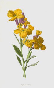 Falvirág (chromolitho)