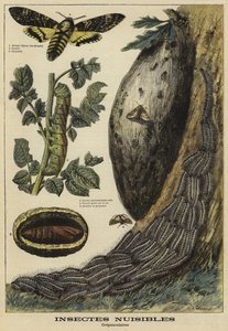 Ártalmas rovarok: Deaths Head Hawkmoth