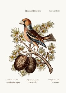 The Gros-Beak vagy Haw-Pinch, 1749-73