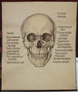 Egy emberi koponya plakátja