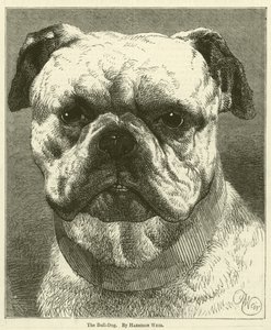 A Bull-Dog
