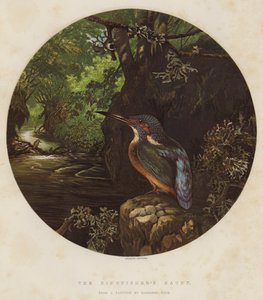 The Kingfisher