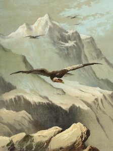 Kondor (chromolitho)