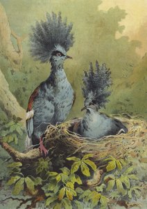 Koronás galamb (chromolitho)