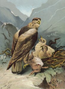 Sas és fiókái (chromolitho)