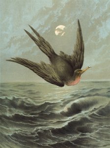 Fregattmadár (chromolitho)